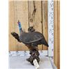 Image 1 : African Helmeted Guinea Fowl Full Body Bird Taxidermy