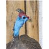 Image 3 : African Helmeted Guinea Fowl Full Body Bird Taxidermy