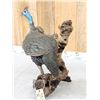 Image 4 : African Helmeted Guinea Fowl Full Body Bird Taxidermy