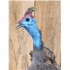 Image 5 : African Helmeted Guinea Fowl Full Body Bird Taxidermy