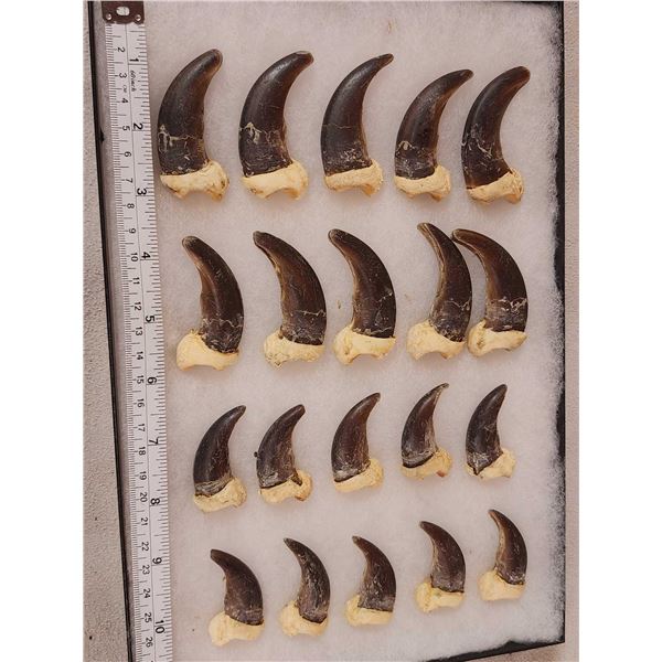 Complete Set Of 20 Alaskan Brown Bear Claws Taxidermy