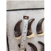 Image 2 : Complete Set Of 20 Alaskan Brown Bear Claws Taxidermy