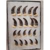 Image 3 : Complete Set Of 20 Alaskan Brown Bear Claws Taxidermy