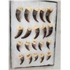 Image 4 : Complete Set Of 20 Alaskan Brown Bear Claws Taxidermy