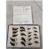 Image 5 : Complete Set Of 20 Alaskan Brown Bear Claws Taxidermy