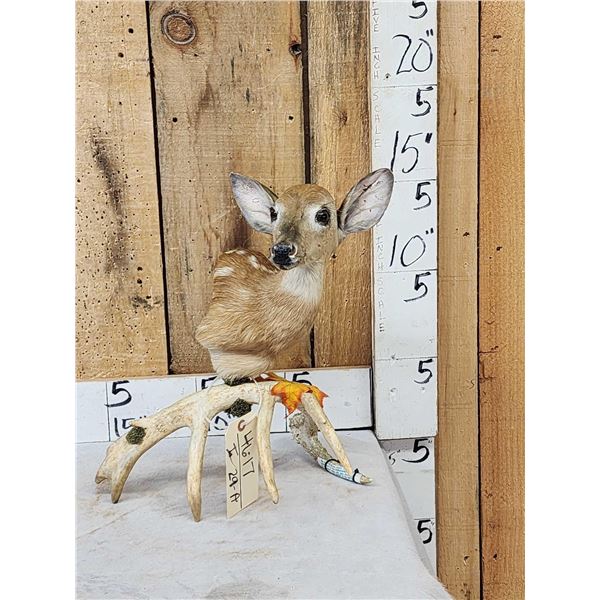 Whitetail Fawn Table Top Pedestal Taxidermy Mount