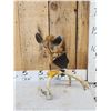 Image 3 : Whitetail Fawn Table Top Pedestal Taxidermy Mount
