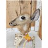 Image 5 : Whitetail Fawn Table Top Pedestal Taxidermy Mount