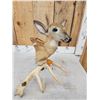 Image 6 : Whitetail Fawn Table Top Pedestal Taxidermy Mount