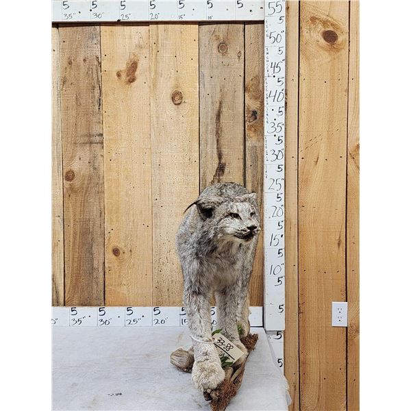 Alaskan Lynx Full Body Taxidermy Mount