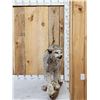 Image 1 : Alaskan Lynx Full Body Taxidermy Mount