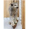 Image 2 : Alaskan Lynx Full Body Taxidermy Mount