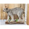Image 3 : Alaskan Lynx Full Body Taxidermy Mount