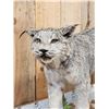Image 4 : Alaskan Lynx Full Body Taxidermy Mount