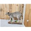 Image 5 : Alaskan Lynx Full Body Taxidermy Mount