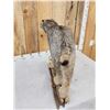 Image 7 : Alaskan Lynx Full Body Taxidermy Mount