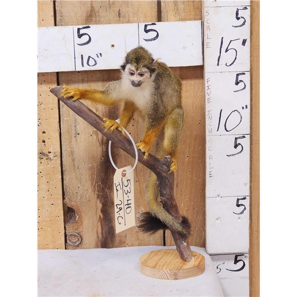 Squirrel Monkey Full Body Taxidermy Mount