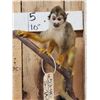 Image 2 : Squirrel Monkey Full Body Taxidermy Mount