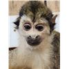 Image 3 : Squirrel Monkey Full Body Taxidermy Mount