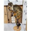 Image 4 : Squirrel Monkey Full Body Taxidermy Mount