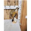 Image 5 : Squirrel Monkey Full Body Taxidermy Mount