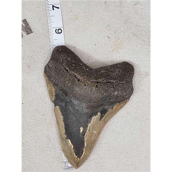 Big Fossilized Megalodon Shark Tooth