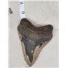 Image 1 : Big Fossilized Megalodon Shark Tooth