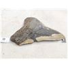 Image 2 : Big Fossilized Megalodon Shark Tooth