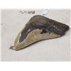 Image 3 : Big Fossilized Megalodon Shark Tooth