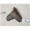 Image 4 : Big Fossilized Megalodon Shark Tooth