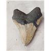 Image 5 : Big Fossilized Megalodon Shark Tooth