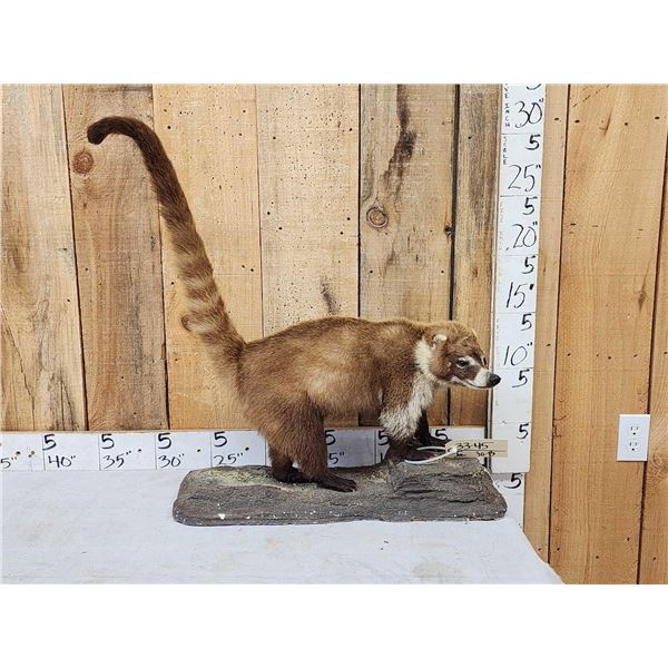Coatimundi Full Body Taxidermy Mount