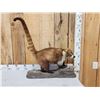 Image 1 : Coatimundi Full Body Taxidermy Mount