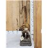 Image 2 : Coatimundi Full Body Taxidermy Mount