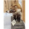 Image 3 : Coatimundi Full Body Taxidermy Mount