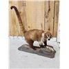 Image 4 : Coatimundi Full Body Taxidermy Mount