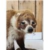 Image 5 : Coatimundi Full Body Taxidermy Mount