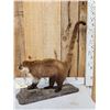 Image 6 : Coatimundi Full Body Taxidermy Mount