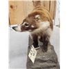 Image 7 : Coatimundi Full Body Taxidermy Mount