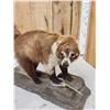 Image 8 : Coatimundi Full Body Taxidermy Mount