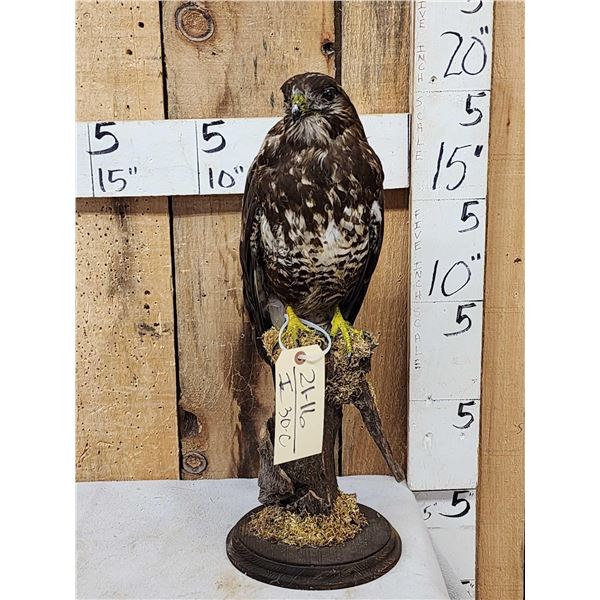Buteo Buteo Comon Buzzard Full Body Bird Taxidermy