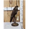 Image 2 : Buteo Buteo Comon Buzzard Full Body Bird Taxidermy