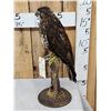 Image 4 : Buteo Buteo Comon Buzzard Full Body Bird Taxidermy