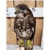 Image 5 : Buteo Buteo Comon Buzzard Full Body Bird Taxidermy
