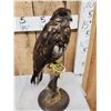 Image 6 : Buteo Buteo Comon Buzzard Full Body Bird Taxidermy