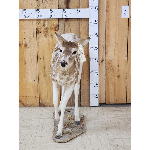 Piebald Whitetail Button Buck Full Body Taxidermy Mount