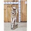 Image 1 : Piebald Whitetail Button Buck Full Body Taxidermy Mount