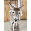 Image 2 : Piebald Whitetail Button Buck Full Body Taxidermy Mount