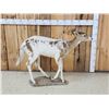 Image 3 : Piebald Whitetail Button Buck Full Body Taxidermy Mount