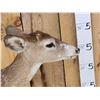 Image 4 : Piebald Whitetail Button Buck Full Body Taxidermy Mount